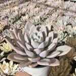 Graptoveria Opalina Variegated - Image 2