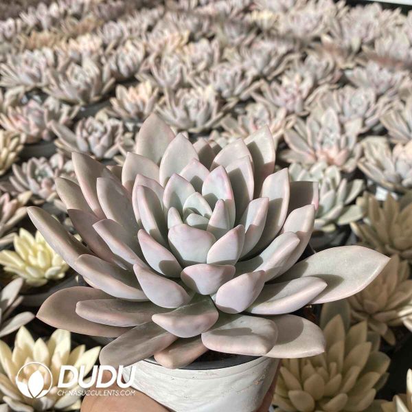 Graptoveria Opalina Variegated - Image 2