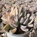 Graptoveria Opalina Variegated Clustering - Image 2