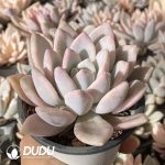 Graptoveria Opalina - Image 2