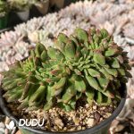 [RTS]Echeveria Fire Lip Cristata - Image 2