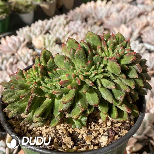 [RTS]Echeveria Fire Lip Cristata - Image 2