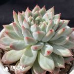 Echeveria Iceberg - Image 2