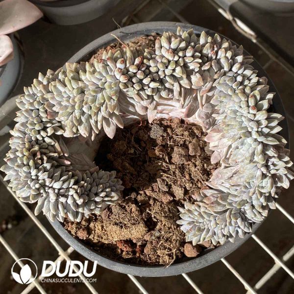 [RTS]Echeveria Milk Candy Cristata - Image 2