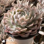 [RTS]Echeveria Snowball Variegated - Image 2