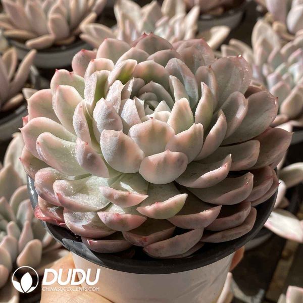 [RTS]Echeveria Snowball Variegated - Image 2