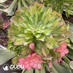 [RTS]Aeonium Zhifou Variegated Clustering (Grafted) - Image 2