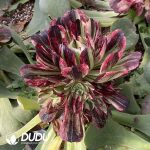 [RTS]Aeonium Count's Hero Variegated Clustering (Grafted) - Image 2
