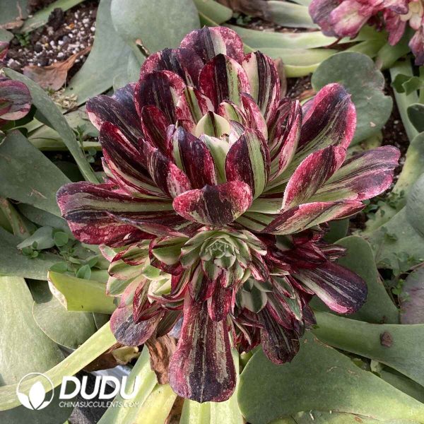 [RTS]Aeonium Count's Hero Variegated Clustering (Grafted) - Image 2