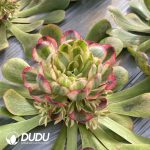 [RTS]Aeonium Ruyi Variegated Clustering (Grafted) - Image 2