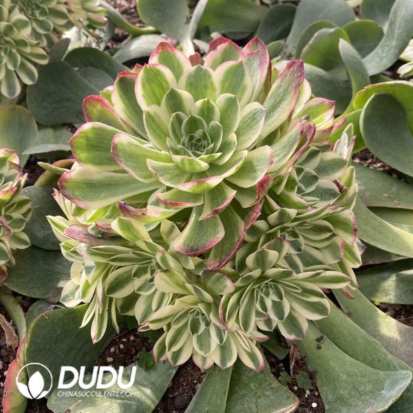 [RTS]Aeonium Count's White Variegated Clustering (Grafted) - Image 2