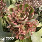 [RTS]Aeonium Pink Crown Variegated Clustering (Grafted) - Image 2