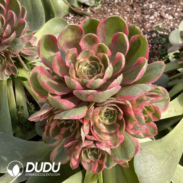 [RTS]Aeonium Pink Crown Variegated Clustering (Grafted) - Image 2