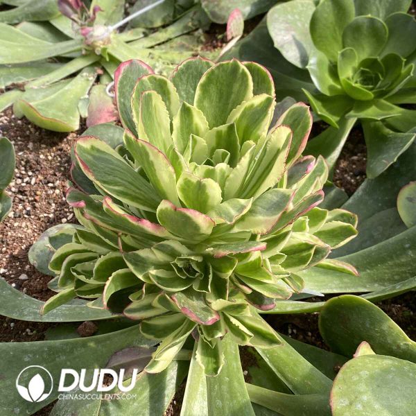 [RTS]Aeonium Phoenix Among Peonies Variegated Clustering (Grafted) - Image 2