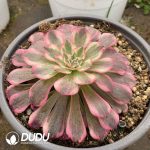[RTS]Aeonium Rainbow After Rain - Image 2