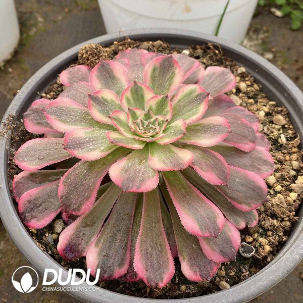 [RTS]Aeonium Rainbow After Rain - Image 2