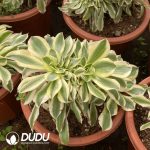 [RTS]Aeonium Green Amber Cristata - Image 2