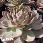 Echeveria Glamour - Image 2