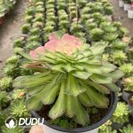[RTS]Aeonium Zhifou (Single Head With Buds) - Image 2