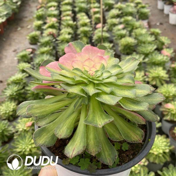[RTS]Aeonium Zhifou (Single Head With Buds) - Image 2