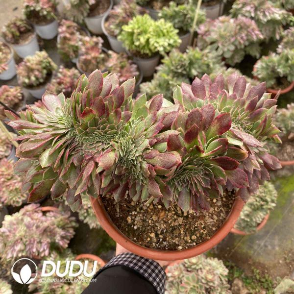 [RTS]Aeonium Kaleidoscope Cristata - Image 2