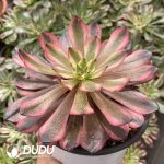 [RTS]Aeonium Red Dragonfly - Image 2