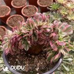 [RTS]Aeonium Litchi Cristata - Image 2