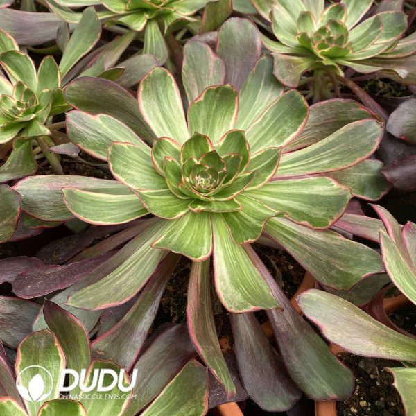 [RTS]Aeonium Purple Flame - Image 2