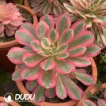 [RTS]Aeonium Huayangnianhua With Baby - Image 2