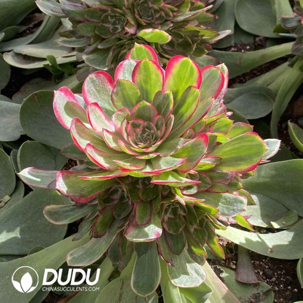[RTS]Aeonium Red Cat Clustering (Grafted) - Image 2