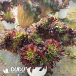 [RTS]Aeonium Tianhe Cristata - Image 2