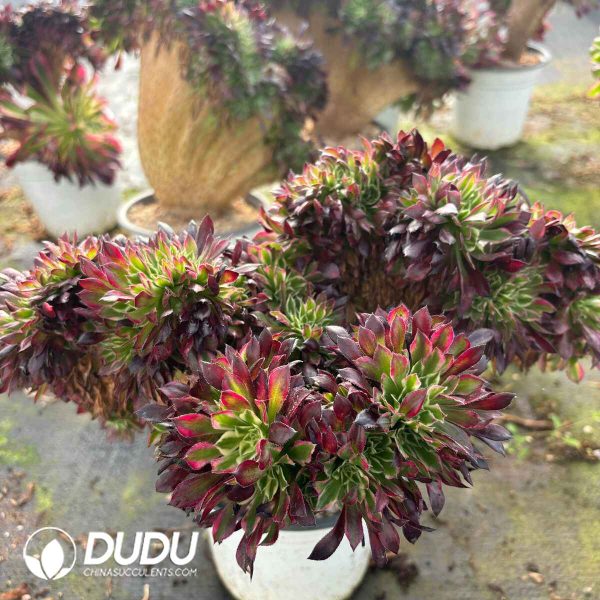 [RTS]Aeonium Tianhe Cristata - Image 2