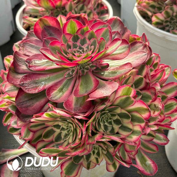 [RTS]Aeonium Sugar Heart Clustering - Image 2