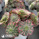 [RTS]Aeonium Narcissus Clustering - Image 2