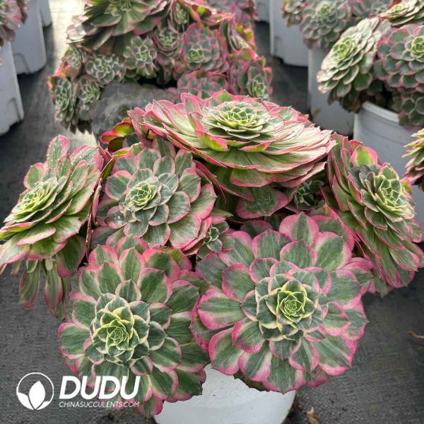 [RTS]Aeonium Narcissus Clustering - Image 2