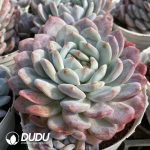 Echeveria Orange Monroe - Image 2