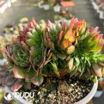 [RTS]Aeonium  Neptune Cristata - Image 2