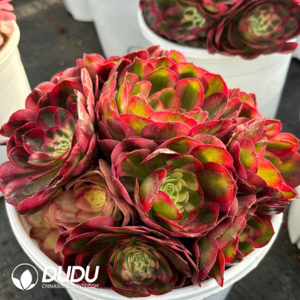 [RTS]Aeonium Hong Yun Clustering - Image 2