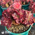 [RTS]Aeonium Qingcheng Cristata - Image 2