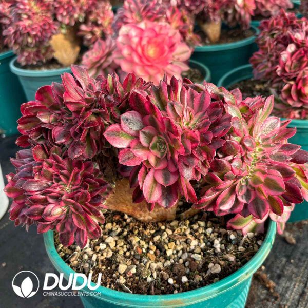 [RTS]Aeonium Qingcheng Cristata - Image 2