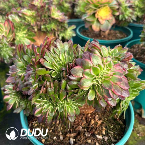 [RTS]Aeonium Neptune Cristata - Image 2