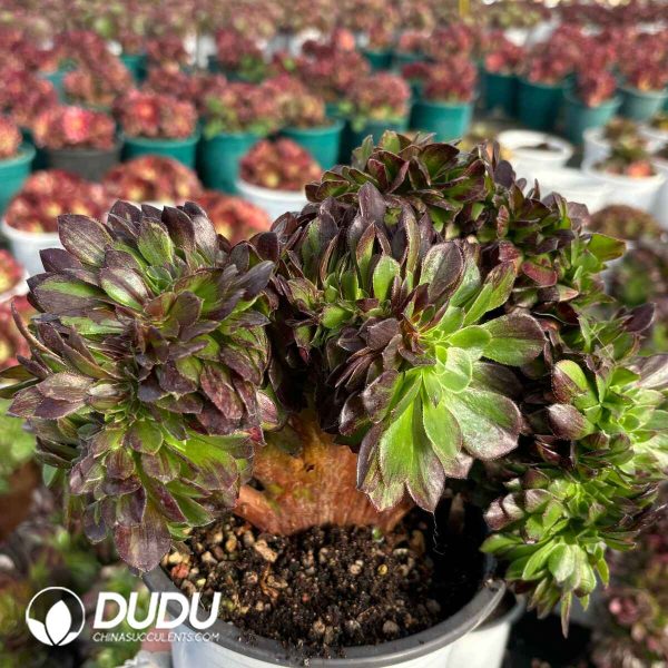 [RTS]Aeonium  pulidonis Cristata - Image 2