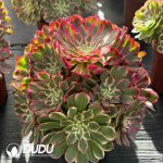 [RTS]Aeonium Green Heart Qingcheng Clustering - Image 2