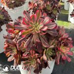 [RTS]Aeonium Moon Chan Clustering - Image 2