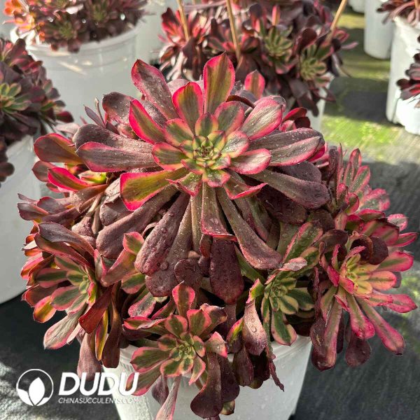 [RTS]Aeonium Moon Chan Clustering - Image 2