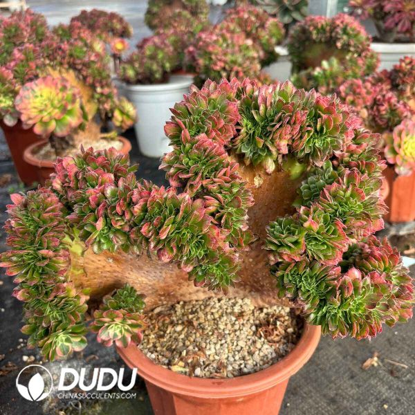 [RTS]Aeonium Neptune Old Stem Cristata - Image 2