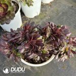 [RTS]Aeonium  pulidonis Cristata - Image 2