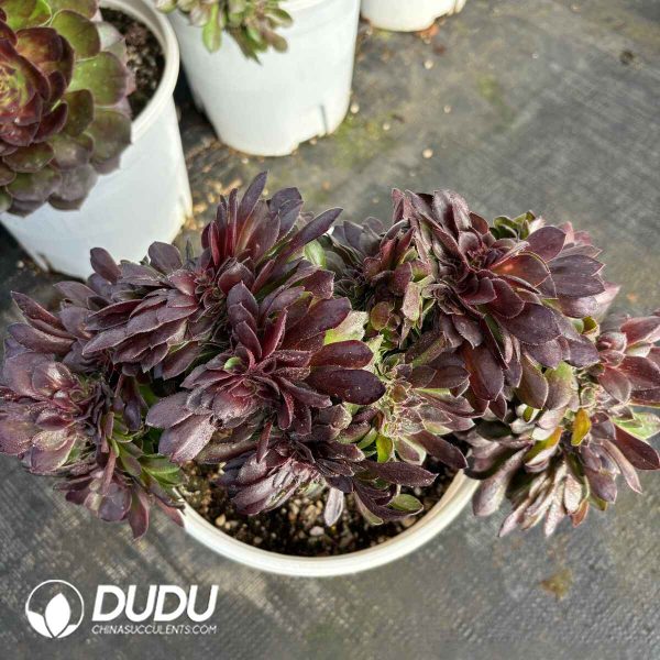 [RTS]Aeonium  pulidonis Cristata - Image 2