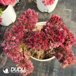 [RTS]Aeonium Old Stem Qingcheng Cristata - Image 2