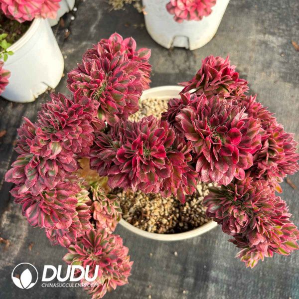 [RTS]Aeonium Old Stem Qingcheng Cristata - Image 2